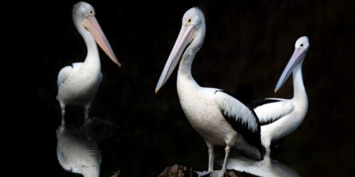 Burcu ÖZBEK | Uzman Sosyolog|Farkındalık Düzeyleri ve Ruhsal Uyanış: Görenler, Öğrenenler ve Asla Görmeyenler